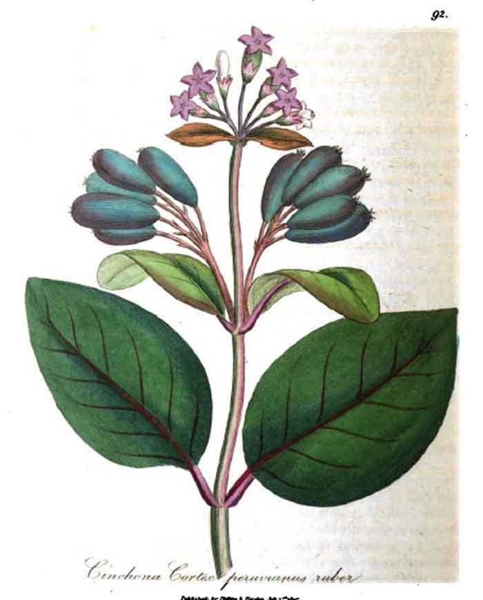 pianta